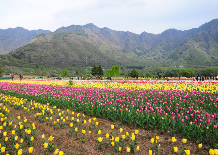 The Story of Tulip Garden