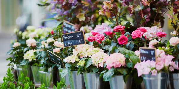 Quang Ba Flower Market