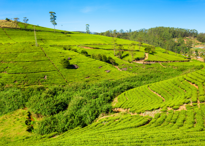 Nuwara Eliya Sri Lanka: Where the Mountains Meet Heaven!