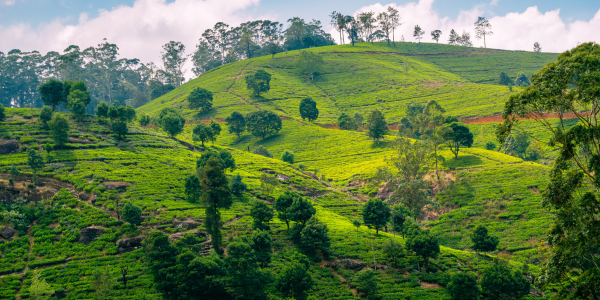 Sri Lanka Nuwara Eliya