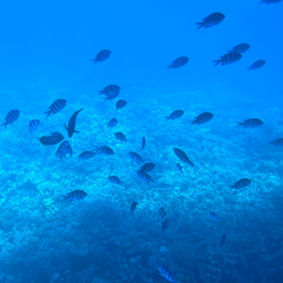 hurghada snorkelling