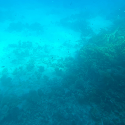 hurghada snorkelling Activity