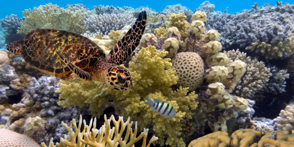 great coral reef australia