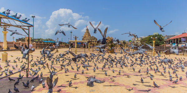 somnath temple visiting tips