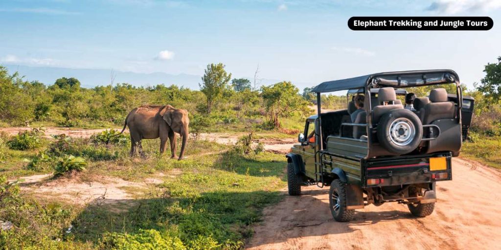 Elephant Trekking and Jungle Tours