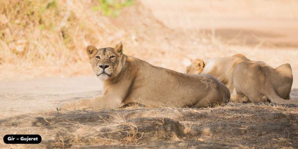 Gir – Gujarat