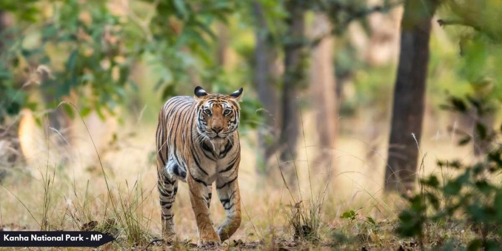 Kanha National Park - MP