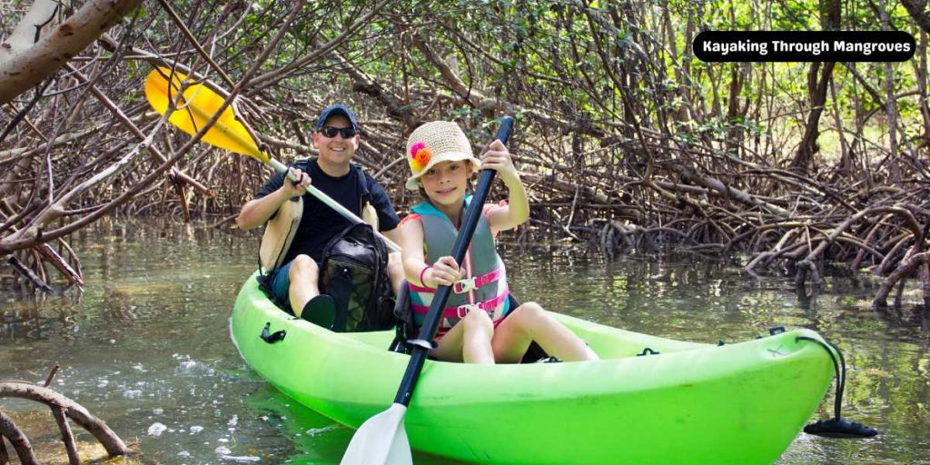 Kayaking Through Mangroves