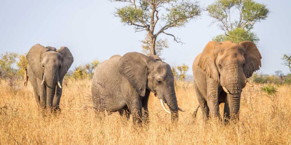 Kruger National Park Elephant