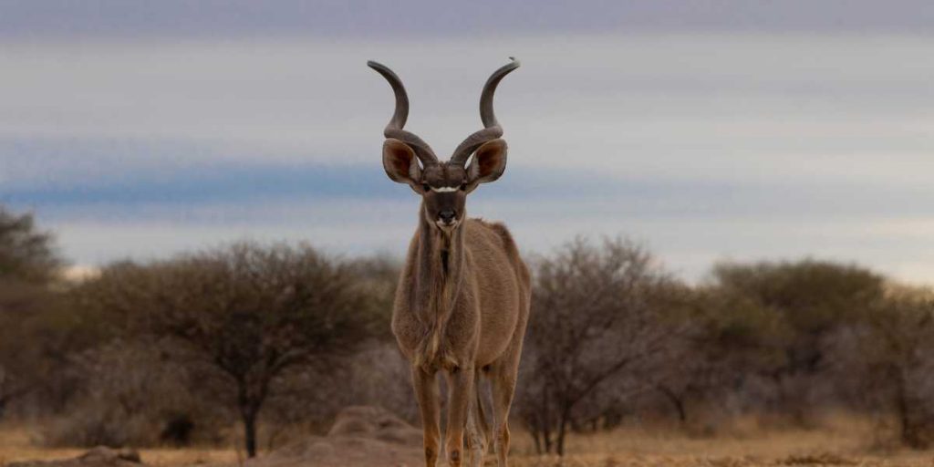 Kruger National Park In SA