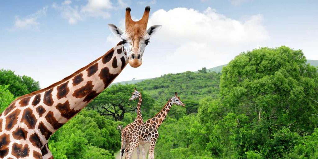 Kruger National park SA