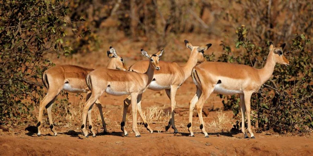 South Africa Kruger National Park