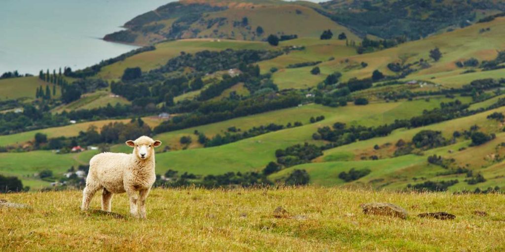 visit New Zealand in December