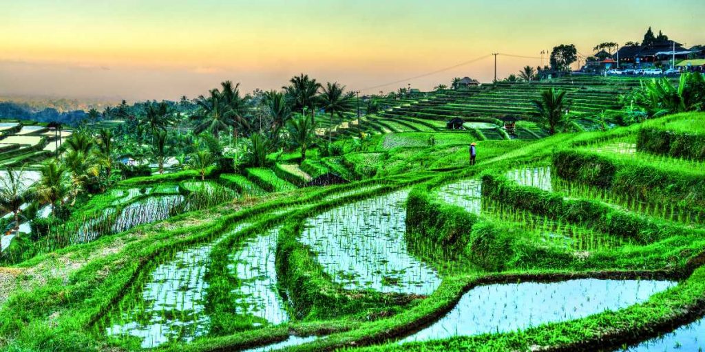 Tegallalang Rice Terraces