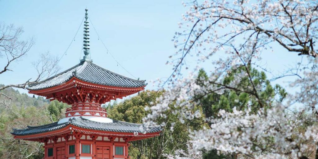 Cherry Blossom Japan