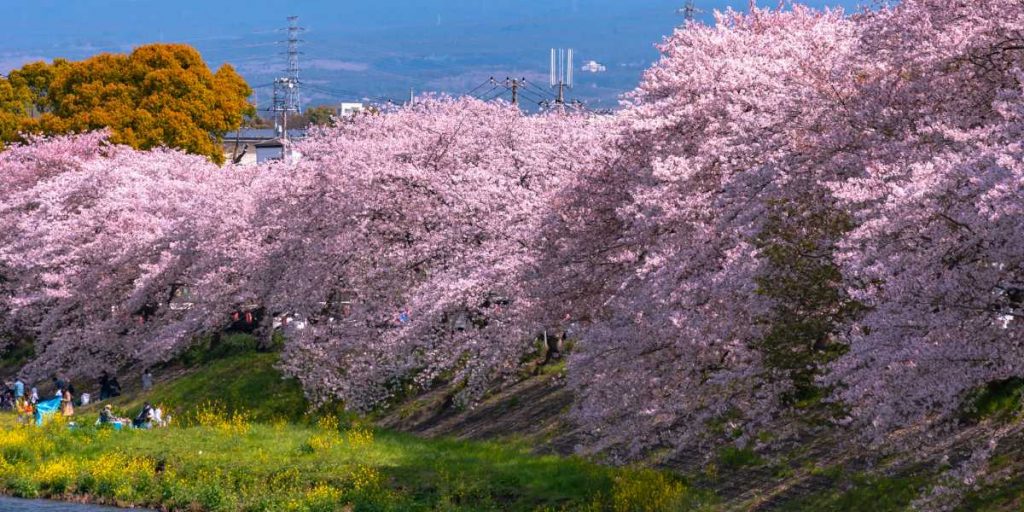 Cherry Blossom Season in Japan