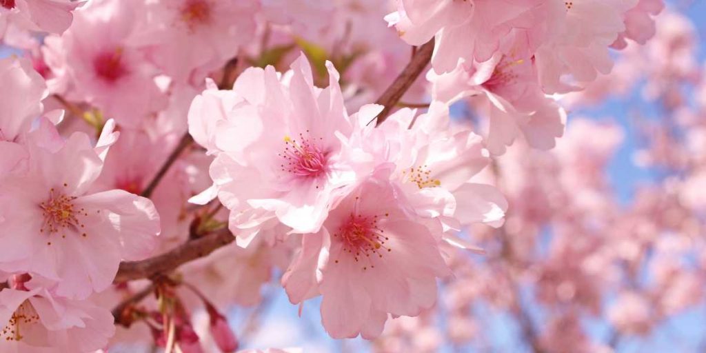 Cherry Blossom in Japan