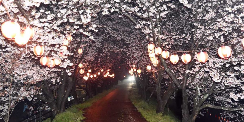 Japan Cherry Blossom