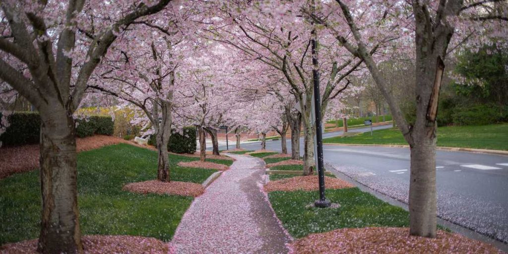 See Cherry Blossoms in Japan