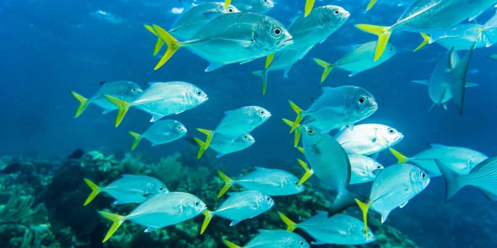 Lakshadweep Diving Tips