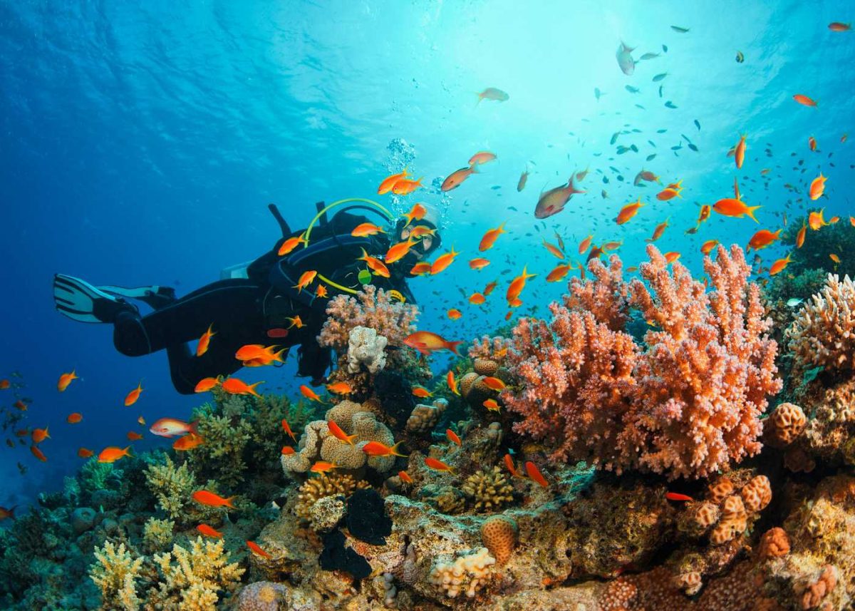 Scuba Diving In Lakshadweep 2026 – Experience The Magic Of India’s Coral Islands!