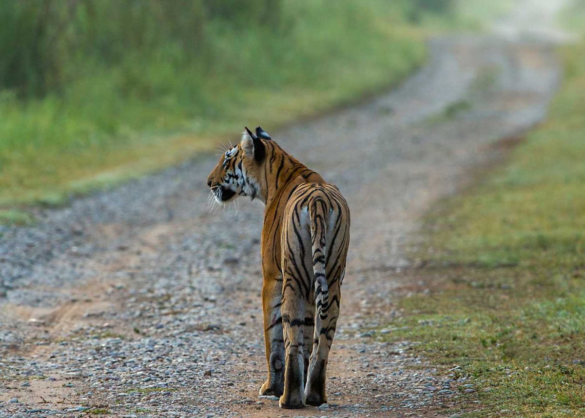 Jim Corbett National Park 2025: A Complete Guide to India’s Oldest Tiger Reserve! Jim Corbett National Park 2025: A Complete Guide to India’s Oldest Tiger Reserve!