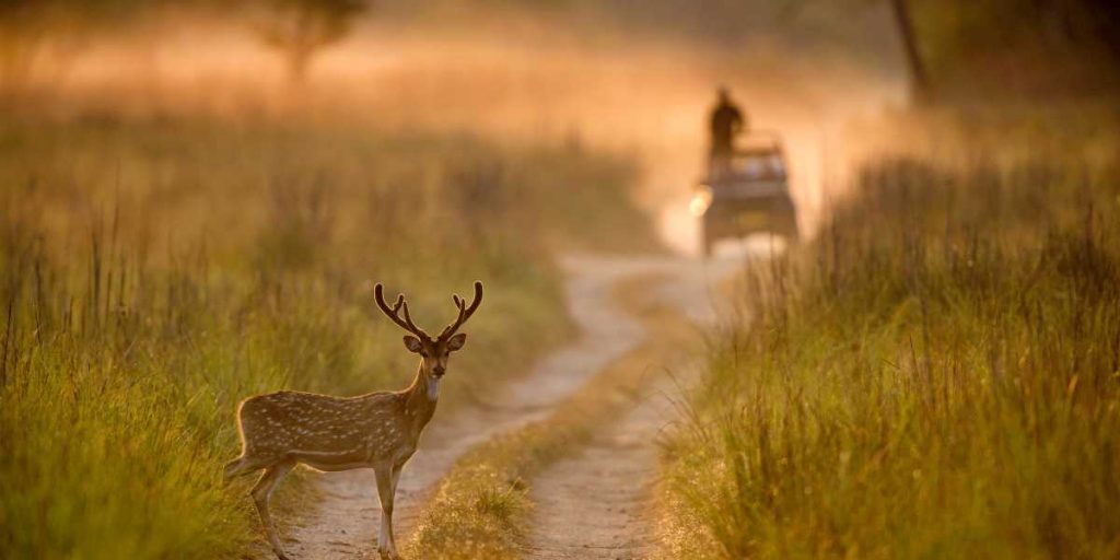 Jim Corbett National Park
