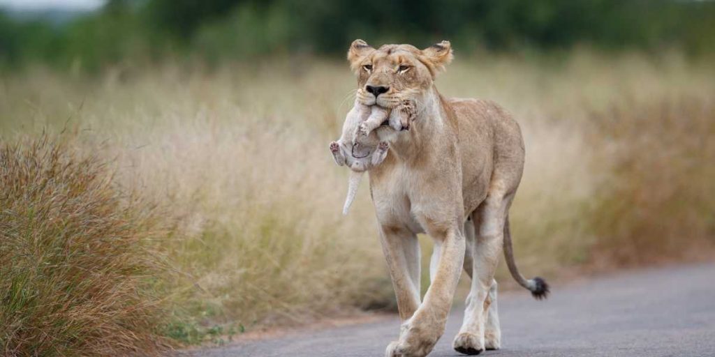 Jim Corbett National park - Lions