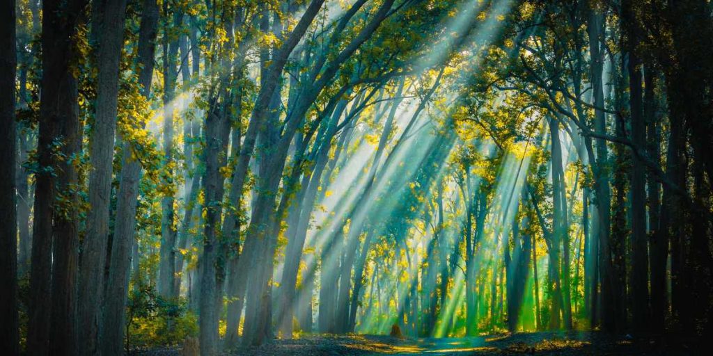 Jim Corbett National park - Sunrays