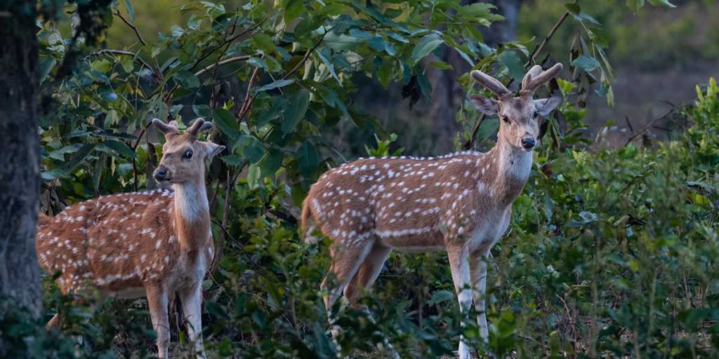 Jim Corbett National park - deer
