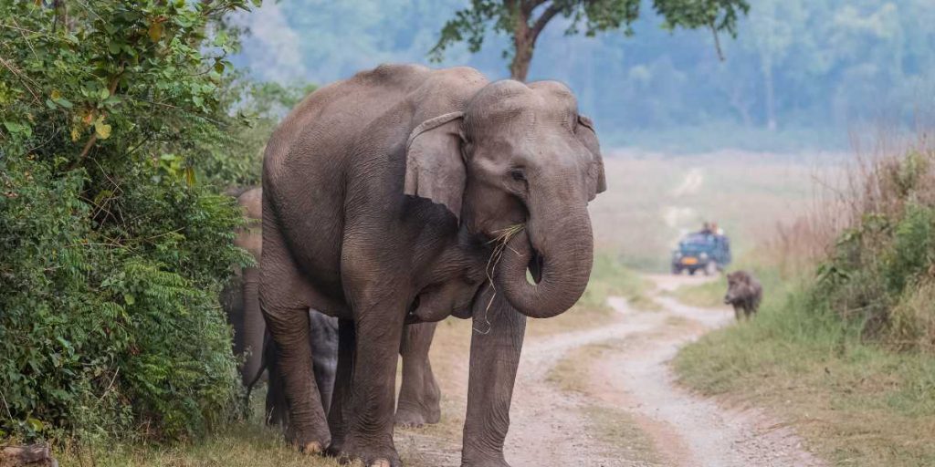 Jim Corbett National park - elephant