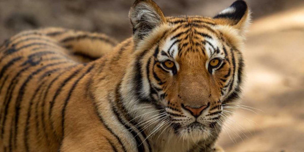 Jim Corbett National park - tiger