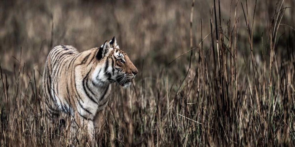 Jim corbett national park or tiger reserve uttarakhand
