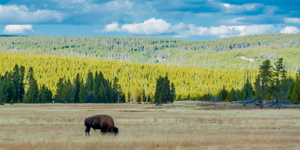 usa yellowstone national park