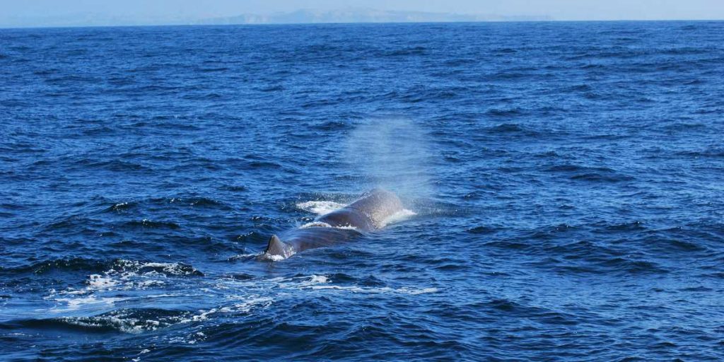 Whale Watching New Zealand