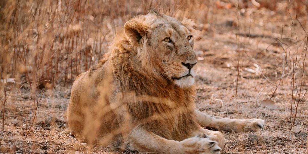 Gir National Park, Gujarat