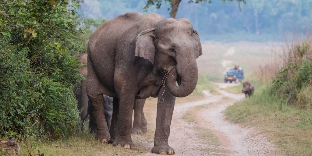 Jim Corbett National Park, Uttarakhand