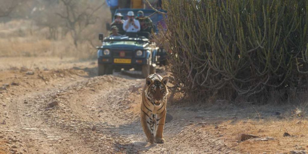 Ranthambore National Park, Rajasthan