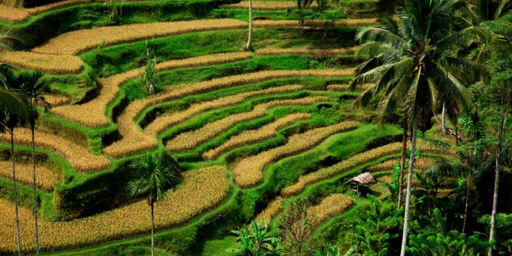 Tegallalang Rice Terraces
