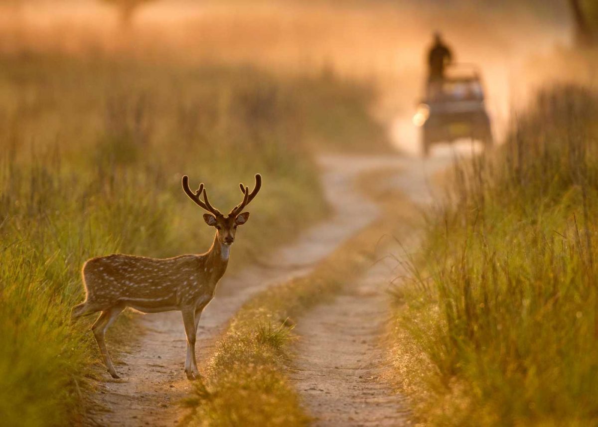 Best National Parks in India to Visit for Wildlife Sightings 2026