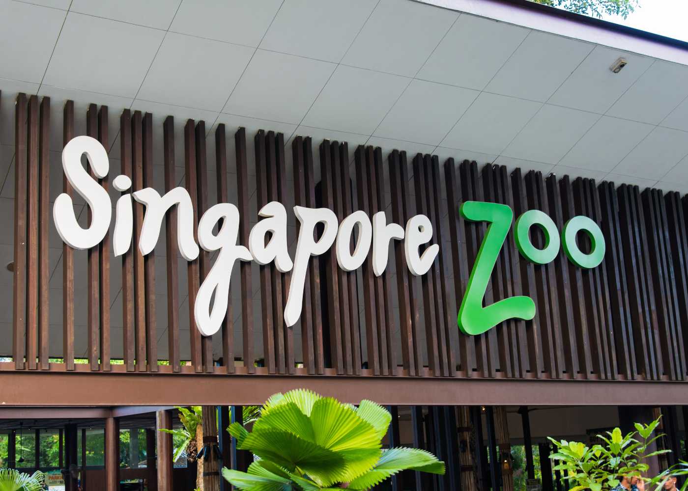 Why Singapore Zoo Is a Must-Visit in 2025: Unique Experiences & Insider Tips