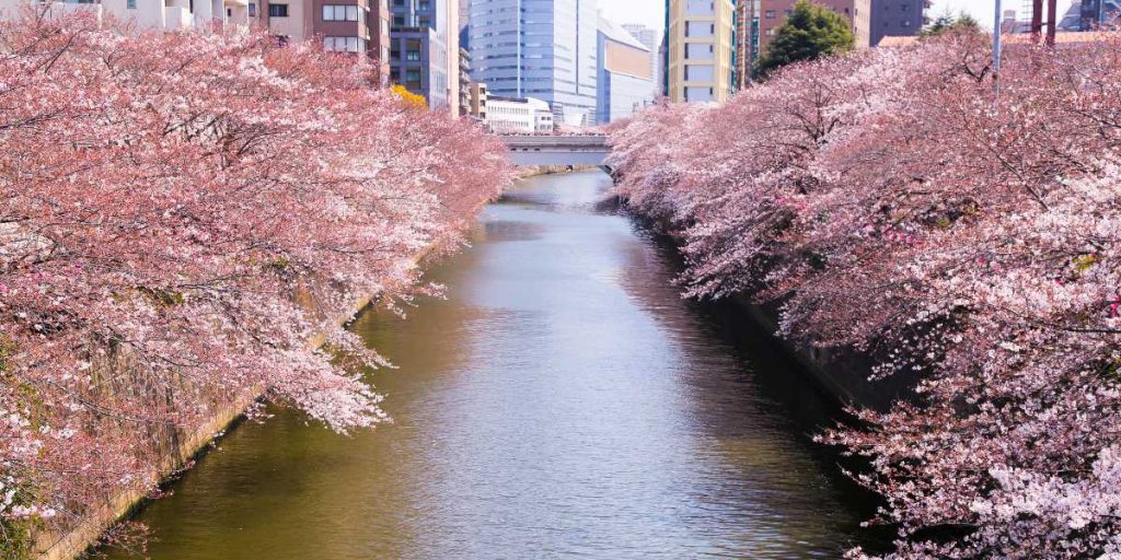 Cherry Blossoms in Japan