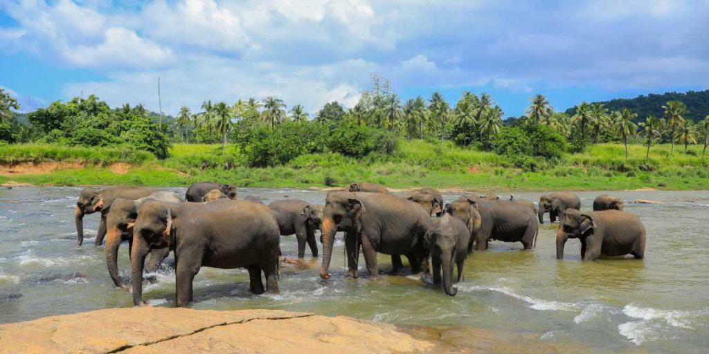 Pinnawala Elephant Orphanage