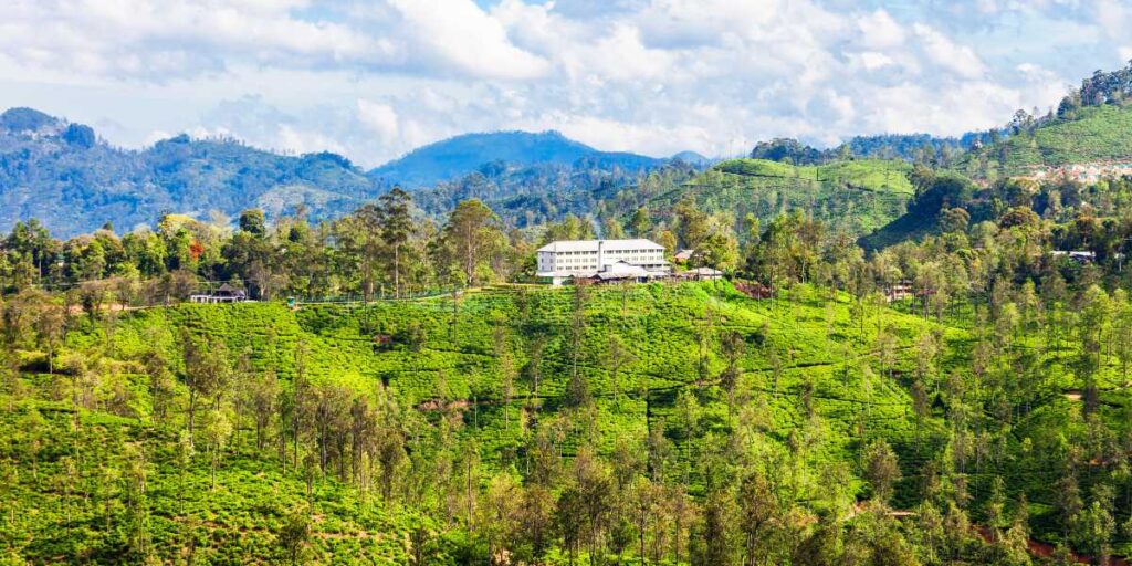Ella Tea Factory