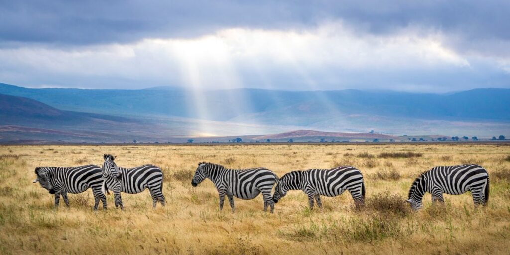 Big Five Safari