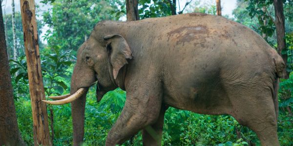 Wayanad Wildlife Sanctuary